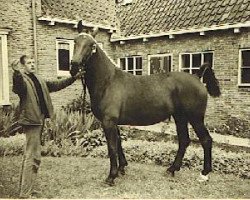 Zuchtstute Mammalou (KWPN (Niederländisches Warmblut), 1961, von Camillus)