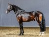 dressage horse Der kleine Prinz (German Riding Pony, 2011, from Puccini)