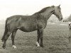 broodmare Morgenster (Dutch Warmblood, 1971, from Marco Polo)