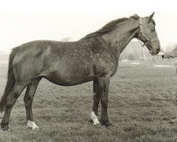 broodmare Morgenster (KWPN (Royal Dutch Sporthorse), 1971, from Marco Polo)