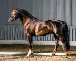 dressage horse Chapeau (German Riding Pony, 2011, from Cappuccino)