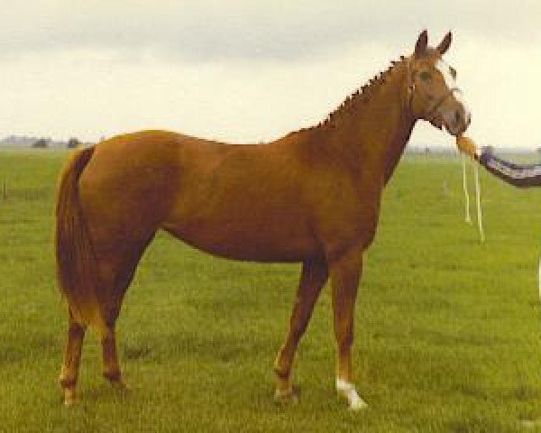 Zuchtstute Regina (Koninklijk Warmbloed Paardenstamboek Nederland (KWPN), 1975, von Uppercut xx)