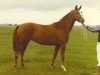 Zuchtstute Regina (Koninklijk Warmbloed Paardenstamboek Nederland (KWPN), 1975, von Uppercut xx)