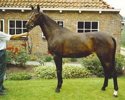 broodmare Esprit (KWPN (Royal Dutch Sporthorse), 1986, from Zirkoon)