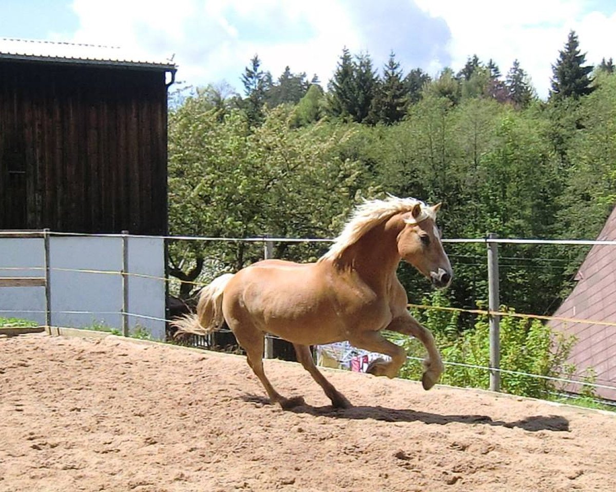 horse Melchor (Haflinger, 1996, from Modell 84)