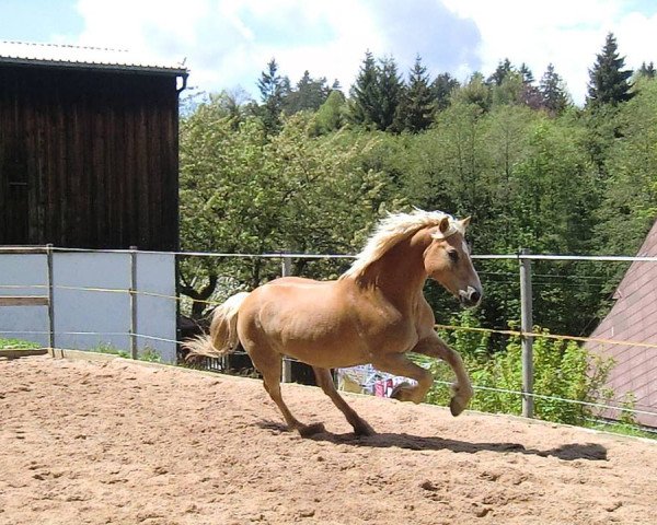 Pferd Melchor (Haflinger, 1996, von Modell)