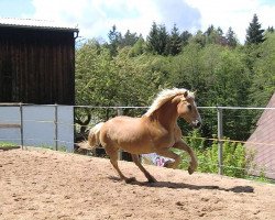 Pferd Melchor (Haflinger, 1996, von Modell)