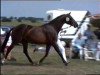 broodmare Jasandra (KWPN (Royal Dutch Sporthorse), 1991, from Flemmingh)