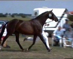 broodmare Jasandra (KWPN (Royal Dutch Sporthorse), 1991, from Flemmingh)