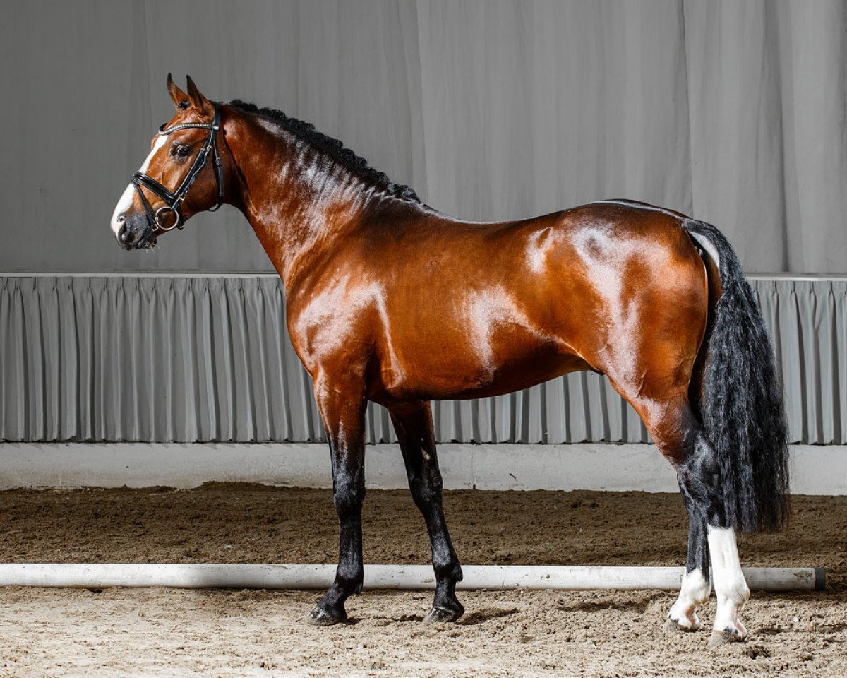 stallion Bob Beamon HS (German Riding Pony, 2011, from Burlington S)
