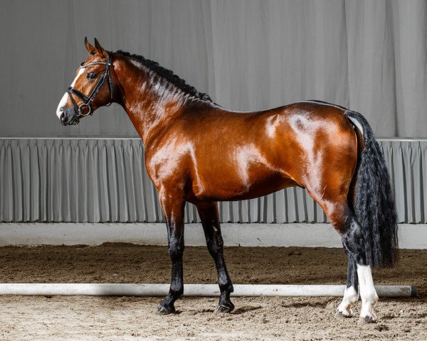 stallion Bob Beamon HS (German Riding Pony, 2011, from Burlington S)