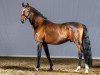 stallion Nobody is perfect (German Riding Pony, 2011, from Nemax)