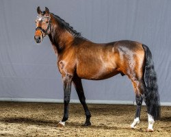 Deckhengst Nobody is perfect (Deutsches Reitpony, 2011, von Nemax)