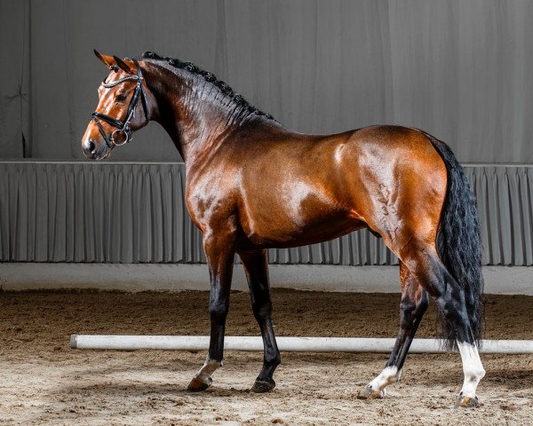 dressage horse Balotelli Hs II (German Riding Pony, 2011, from Benetton S)