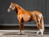 stallion Graf Gadax (German Riding Pony, 2012, from FS Golden Highlight)