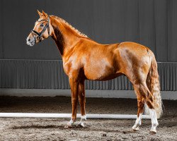 stallion Graf Gadax (German Riding Pony, 2012, from FS Golden Highlight)