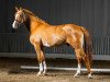 dressage horse Dun Dance G (German Riding Pony, 2012, from Hilkens Dance Forever)