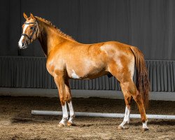 dressage horse Dun Dance G (German Riding Pony, 2012, from Hilkens Dance Forever)