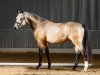 stallion Nelsons King (German Riding Pony, 2012, from Wengelo's Nelson)