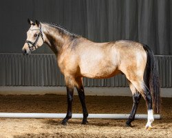 stallion Nelsons King (German Riding Pony, 2012, from Wengelo's Nelson)