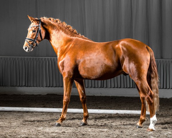 stallion Tokio (German Riding Pony, 2012, from Timberland)