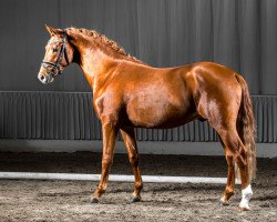 stallion Tokio (German Riding Pony, 2012, from Timberland)