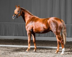 stallion Friedrichshof Daily Gun (German Riding Pony, 2012, from Friedrichshof Dr. No)