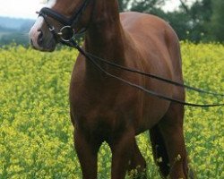 dressage horse Caspar Corlani (German Riding Pony, 2006, from Chantre B)