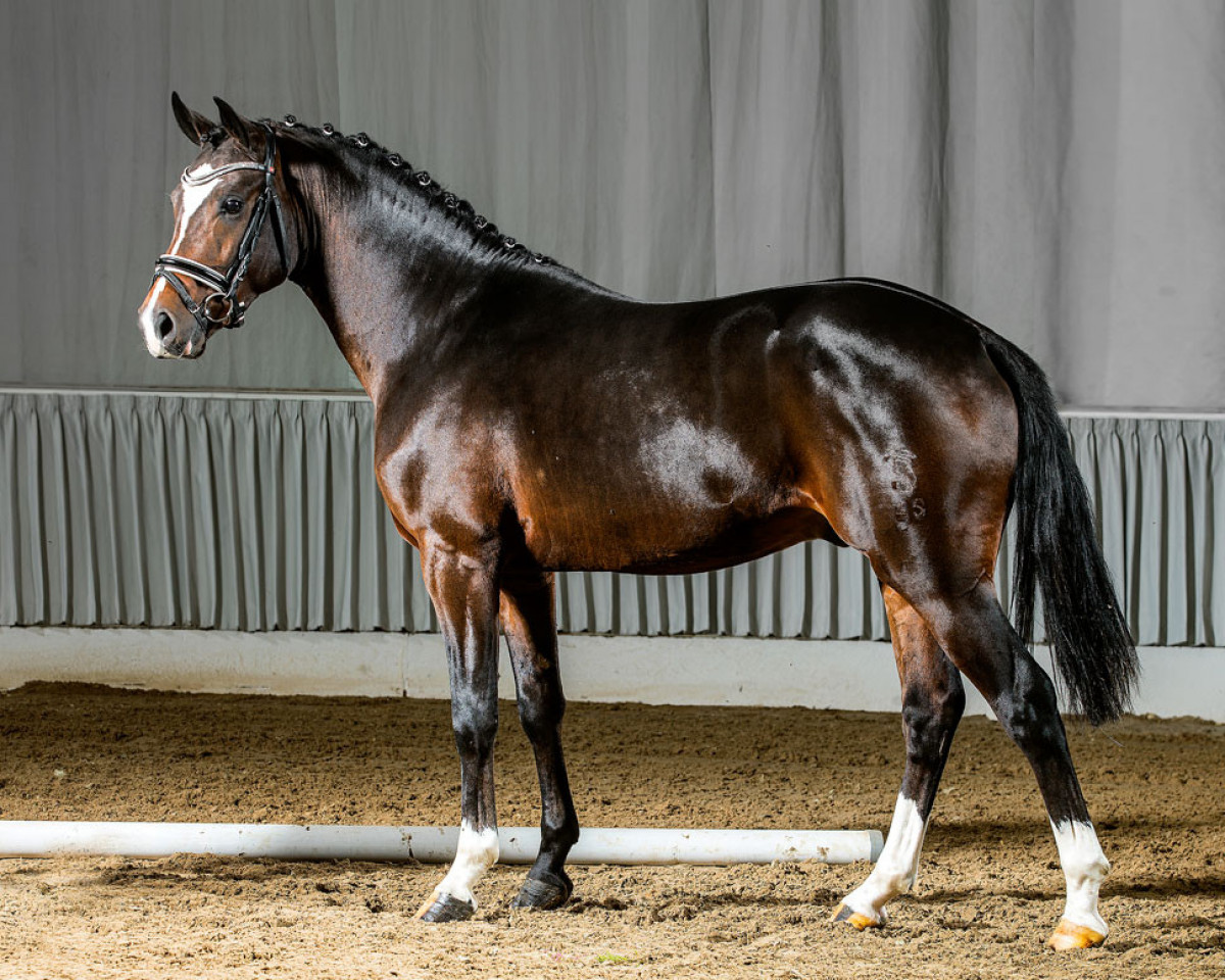 dressage horse Hot Chocolate (German Riding Pony, 2012, from MPS Hugo Boss WE)