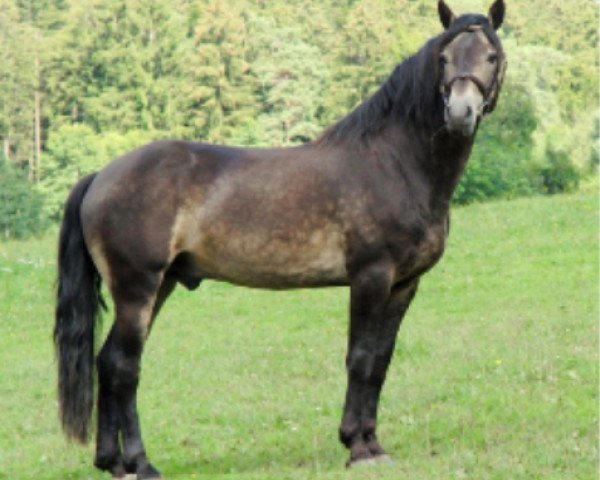 stallion Crystal Cool Spirit (Connemara Pony, 2004, from Munkholm Cobbergate)