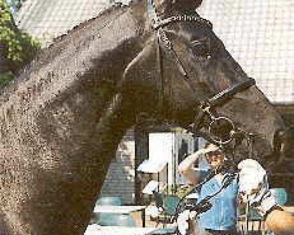 Pferd Arc de Dieu (Deutsches Sportpferd, 2001, von Brave Heart)