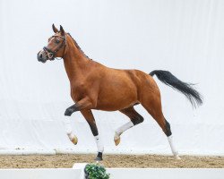 Dressurpferd Nee M"xchen (Deutsches Reitpony, 2012, von Nemax)