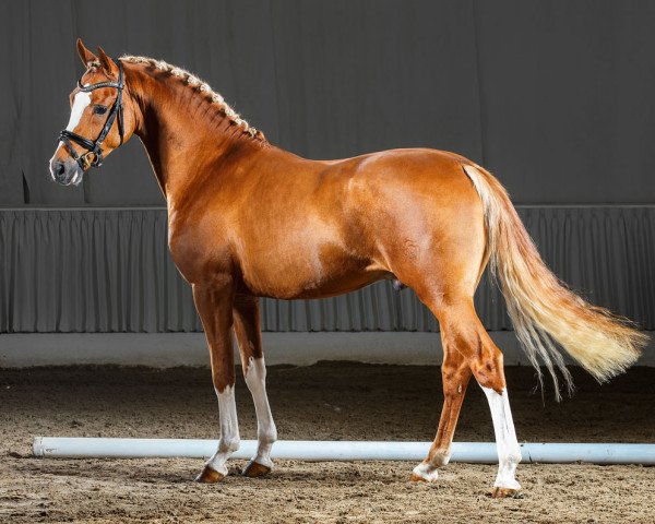 dressage horse Cassius Cezar (German Riding Pony, 2012, from Cezar Obolensky)