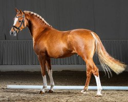 dressage horse Cassius Cezar (German Riding Pony, 2012, from Cezar Obolensky)