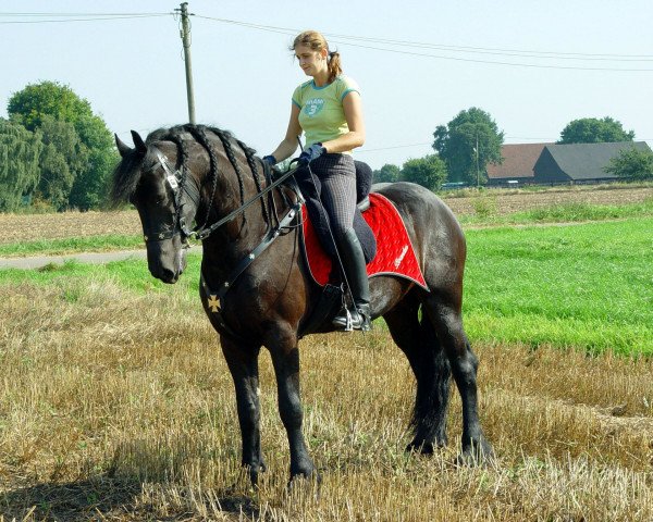horse Brandus (Friese, 2000, from Black-Boy v.d.Villa-Nova)