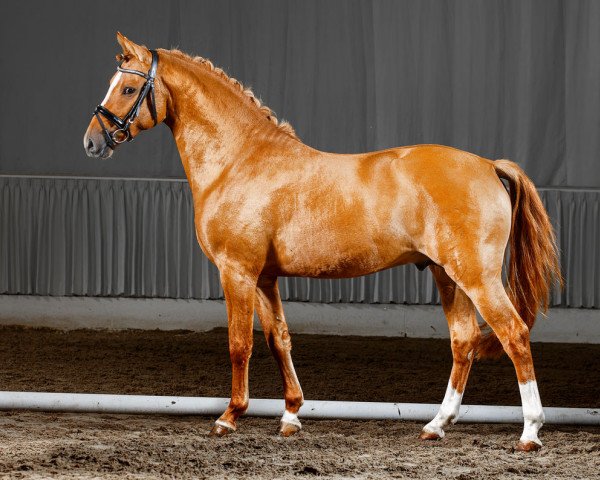 stallion Crown Dundee LL (German Riding Pony, 2012, from Dimension AT NRW)