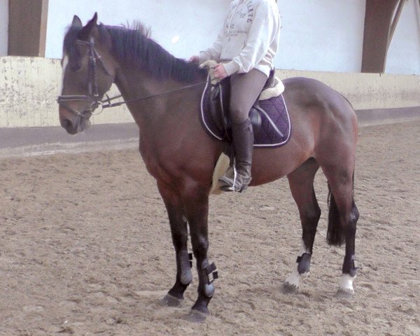 horse Lady (Irish Sport Horse,  , from Templebready Bo'sun)