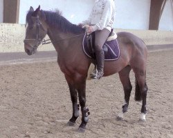 Springpferd Lady (Irish Sport Horse, von Templebready Bo'sun)