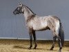 stallion Velvet Shine (German Riding Pony, 2012, from Valido's Highlight)