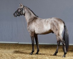 stallion Velvet Shine (German Riding Pony, 2012, from Valido's Highlight)