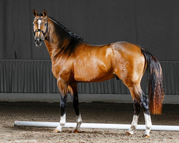 dressage horse Schierensees Mithril (German Riding Pony, 2012, from Schierensees Marillion)