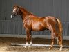 dressage horse Sietlands Galileo (German Riding Pony, 2012, from Greylight)