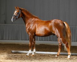 dressage horse Sietlands Galileo (German Riding Pony, 2012, from Greylight)