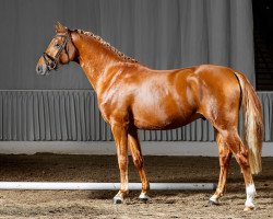 dressage horse David Guetta HW (German Riding Pony, 2012, from Dimension AT NRW)