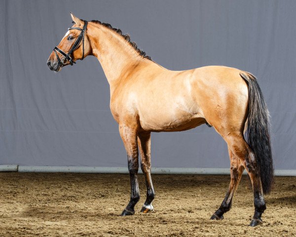 stallion Der Stern (German Riding Pony, 2012, from Dimension AT NRW)