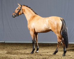 Deckhengst Der Stern (Deutsches Reitpony, 2012, von Dimension AT NRW)