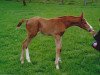 dressage horse Don Donje` (German Sport Horse, 2006, from Don Aparte)