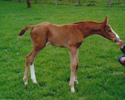 Dressurpferd Don Donje` (Deutsches Sportpferd, 2006, von Don Aparte)