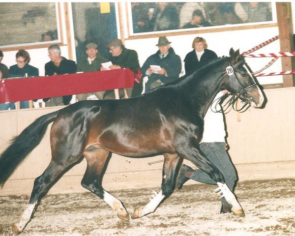 stallion Pendragon (Württemberger, 1992, from Poker)