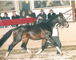 Pferd Pendragon (Württemberger, 1992, von Poker)
